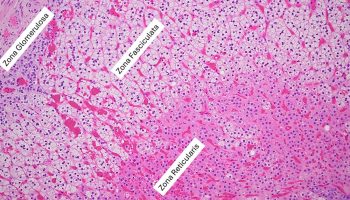 adrenal cortex - fig8