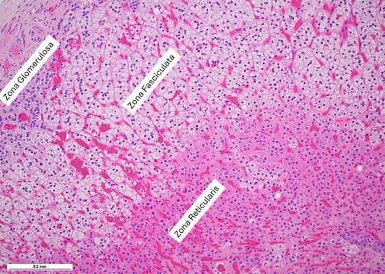 adrenal cortex - fig8