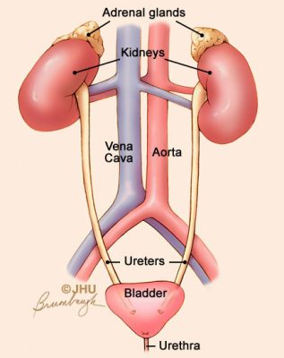 Anatomy