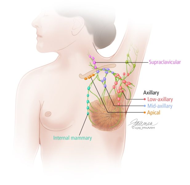 Breast Lymph Nodes Illustration