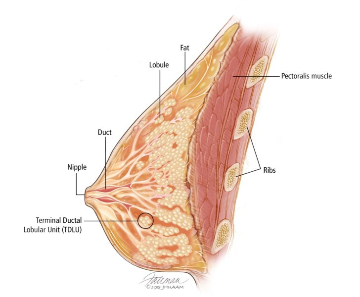 Boob anatomy for big tits Overview Of The Breast Breast Pathology Johns Hopkins Pathology