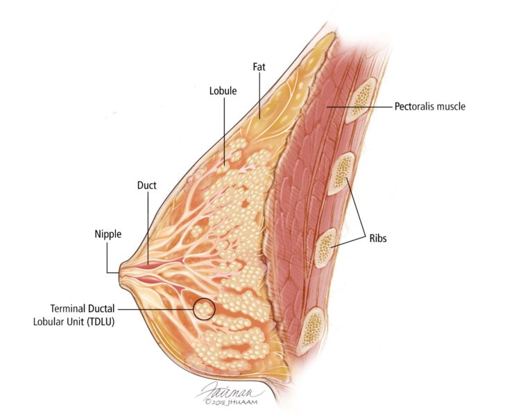 Overview of the Breast