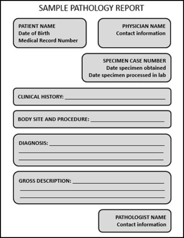 Understanding My Report Breast Pathology Johns Hopkins Pathology