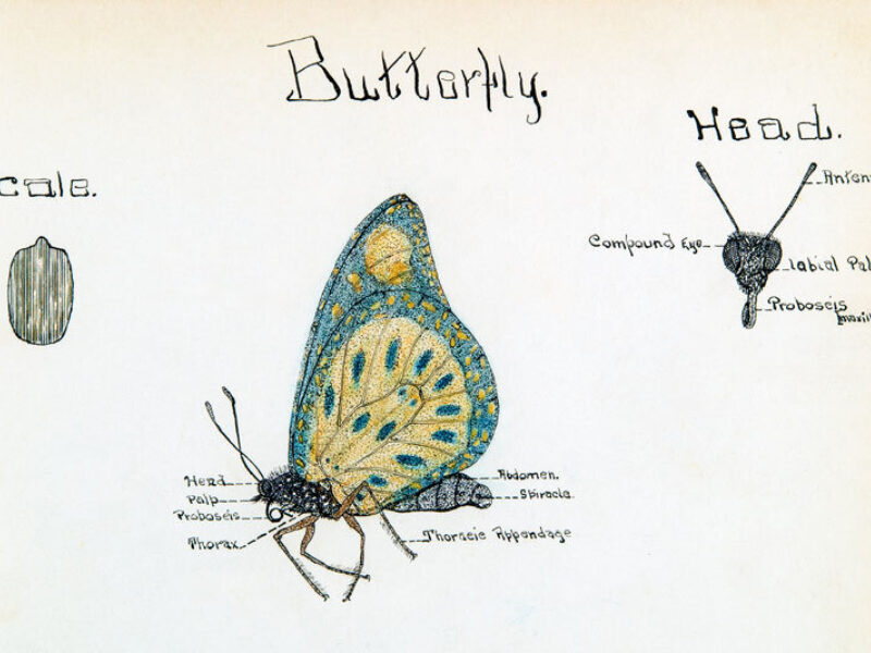 Arnold Rice Rich - Butterfly illustration