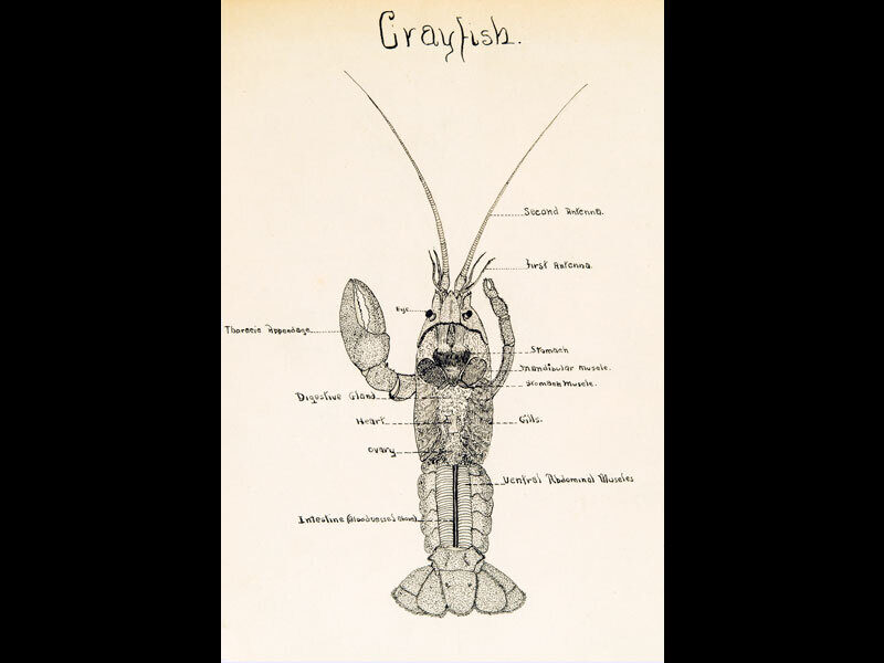 Arnold Rice Rich - Crayfish illustration