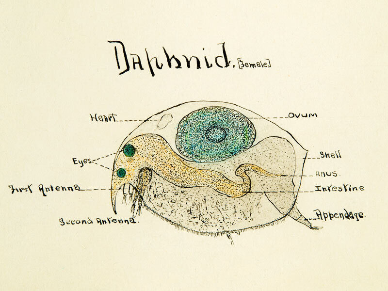 Arnold Rice Rich - Daphnid illustration