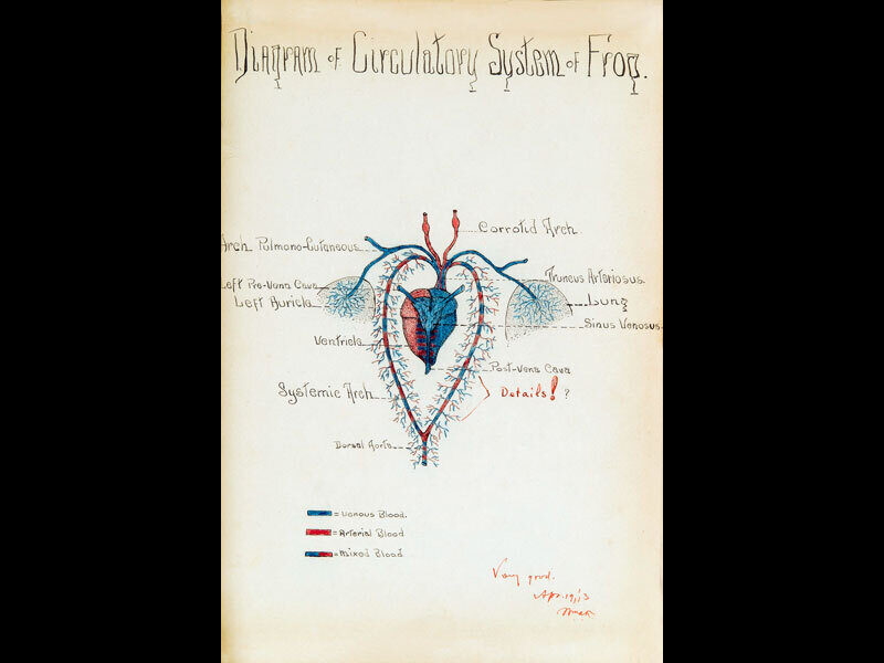 Arnold Rice Rich -  Frog Circulatory System illustration