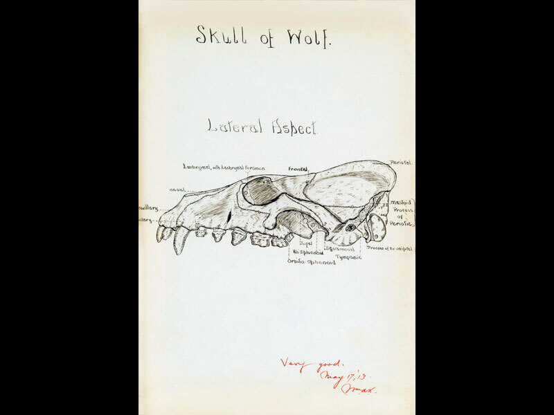 Arnold Rice Rich -  Skull of Wolf illustration