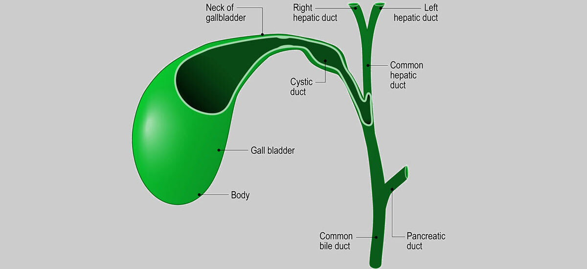Gallbladder and bile ducts