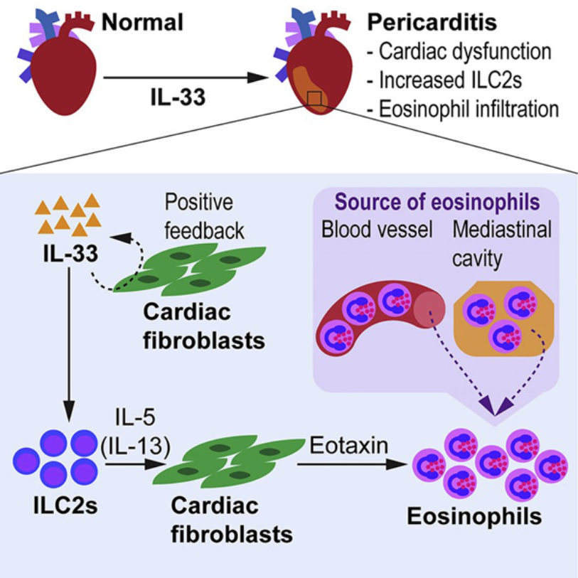 Innate Lymphoid Cells