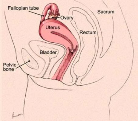 Hpv 16 and ovarian cancer. Hpv virus keel behandeling