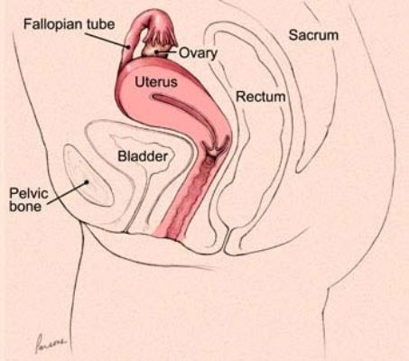 uterus ovaries and sounds