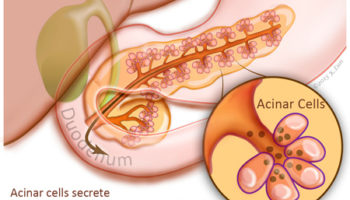 Acinar cells