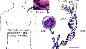 pancreatic cancer genetic link