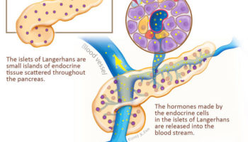 Islets of Langerhans - illustration by Kyoungran Eun