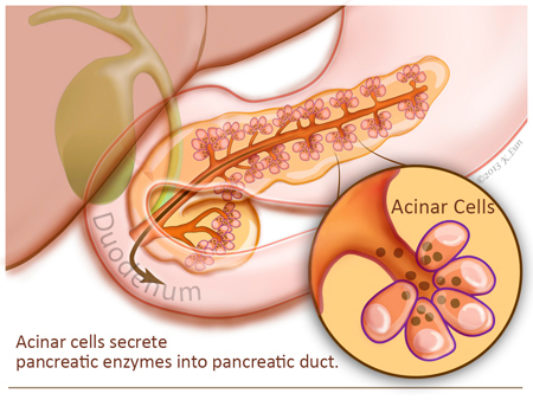 Acinar cells