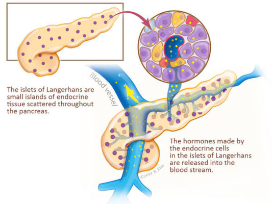 Islets of Langerhans - illustration by Kyoungran Eun