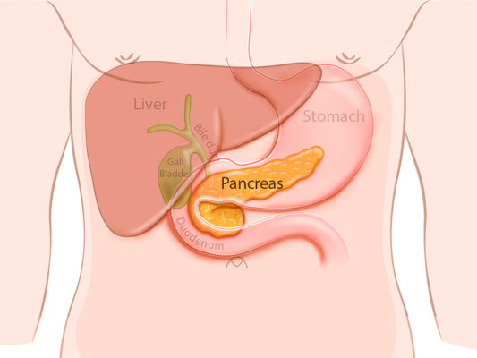 which gland is located behind the stomach