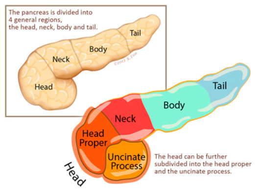 Pancreatic tail